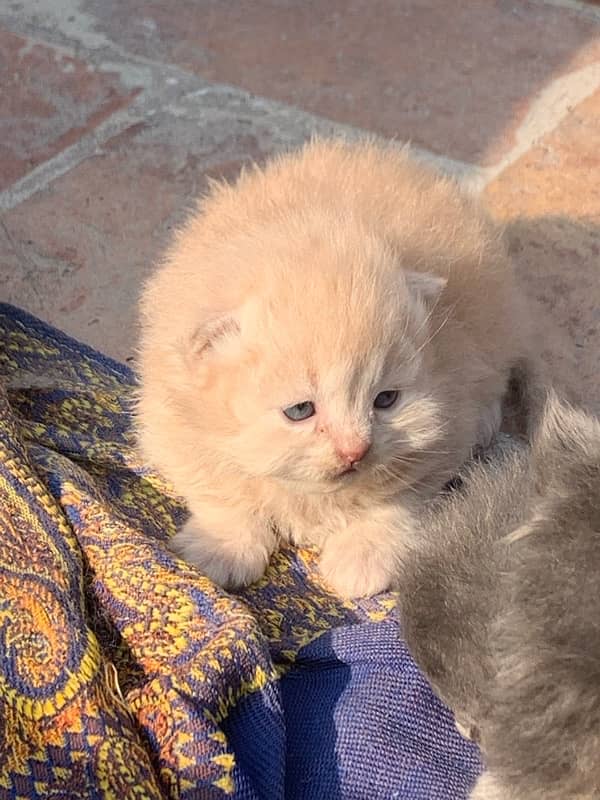 CUTE KITTEN FOR SALE 0