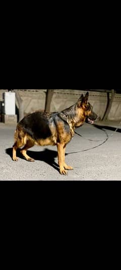 Pedigree breeder female Gsd.