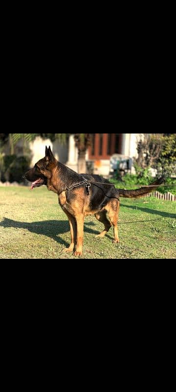 Pedigree breeder female Gsd. 1