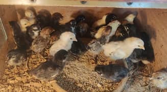 Australorp and heera and Egyptian fayoumi chicks for sale