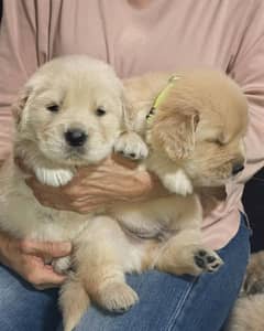 Golden Retriever Microchipped Pedigree Puppies