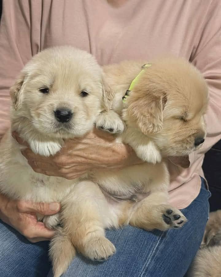 Golden Retriever Microchipped Pedigree Puppies 0