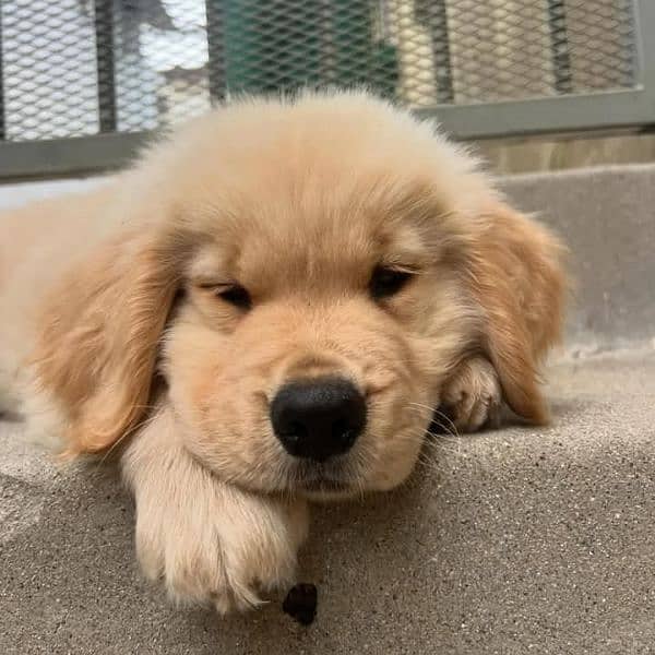 Golden Retriever Microchipped Pedigree Puppies 2