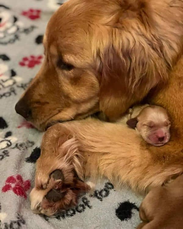 Golden Retriever Microchipped Pedigree Puppies 3