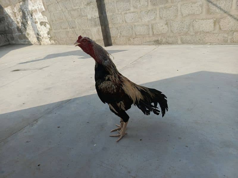 aseel mianwali Java male 2