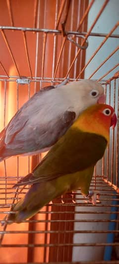 Love Bird opline breeder pair with eggs