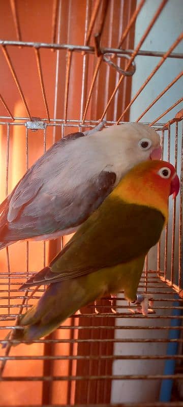 Love Bird opline breeder pair with eggs 0