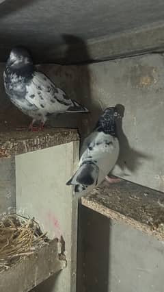 Taddy pigeon