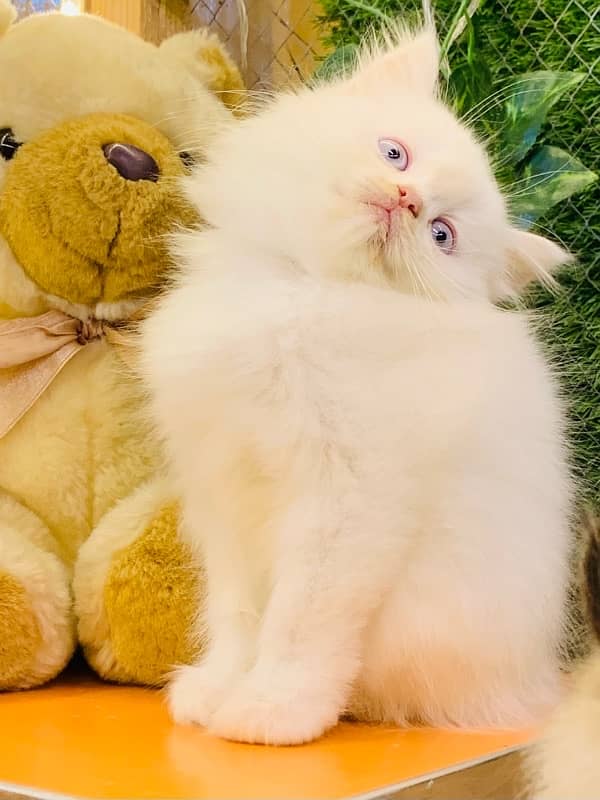 Persian kittens available Blue eyes 0