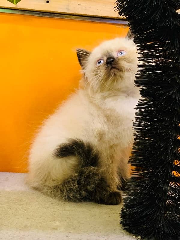 Persian kittens available Blue eyes 2