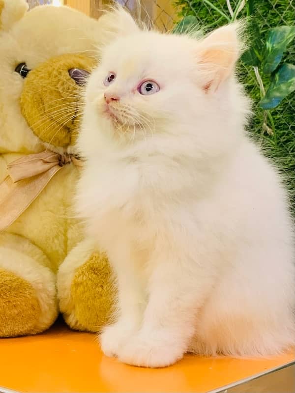 Persian kittens available Blue eyes 3