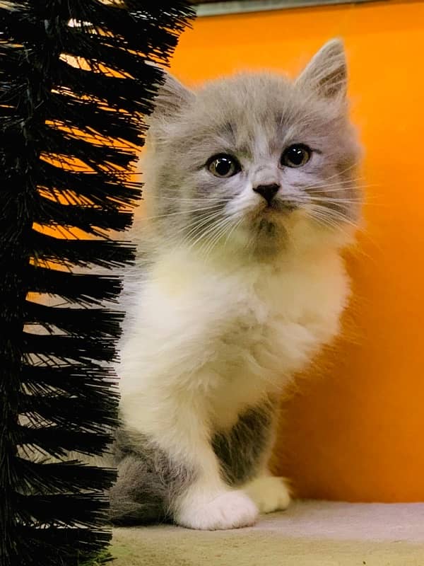 Persian kittens available Blue eyes 4