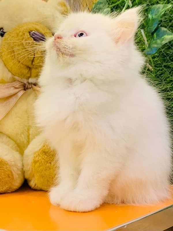 Persian kittens available Blue eyes 5