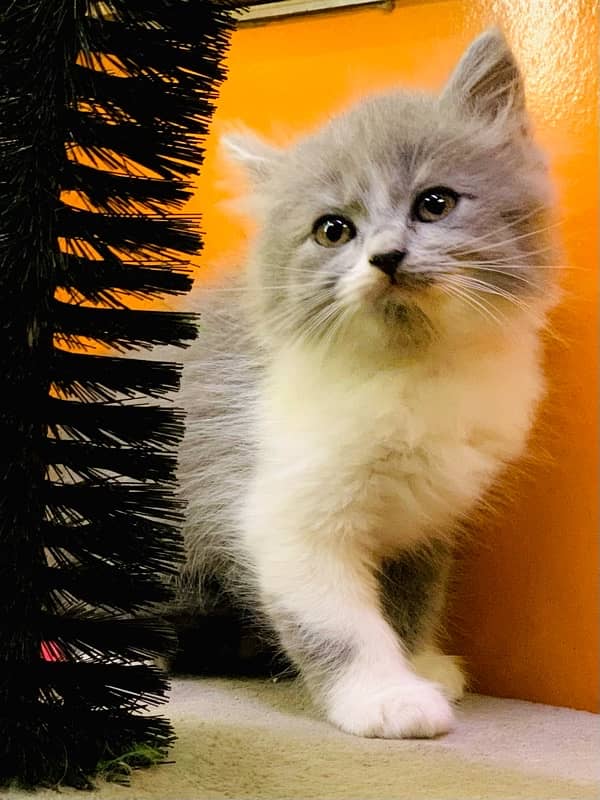 Persian kittens available Blue eyes 6