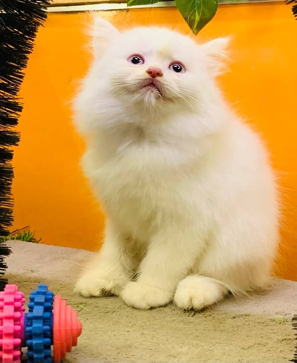 Persian kittens available Blue eyes 7