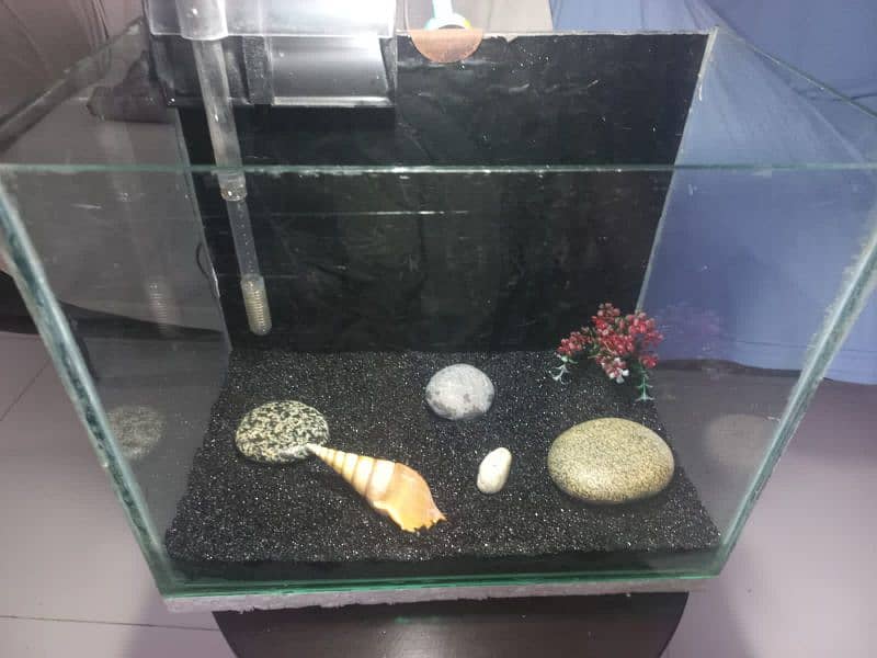 fish aquarium 0