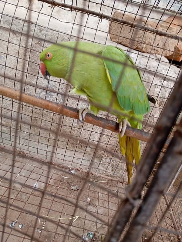 healthy active madi bahot pyari , parrot ,piegon bhi he 1