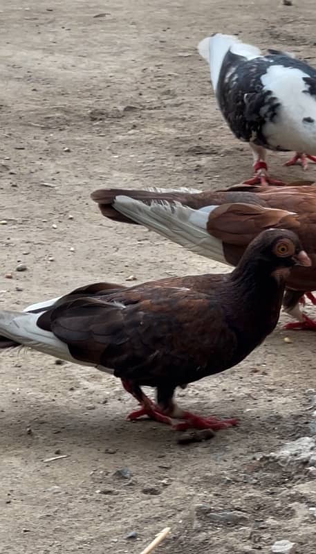 healthy active madi bahot pyari , parrot ,piegon bhi he 3