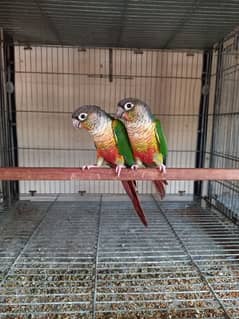 Red factor conure parrots pair /birds