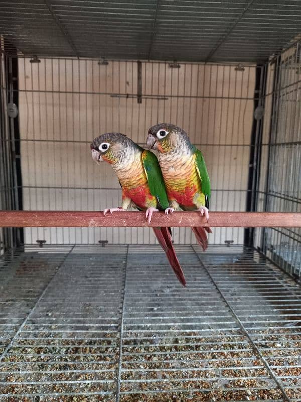 Red factor conure parrots pair /birds 0