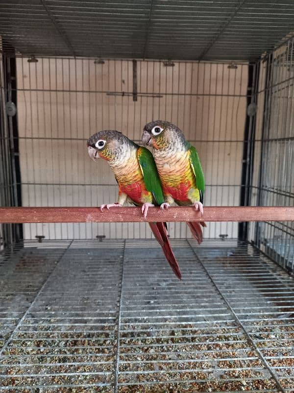 Red factor conure parrots pair /birds 1