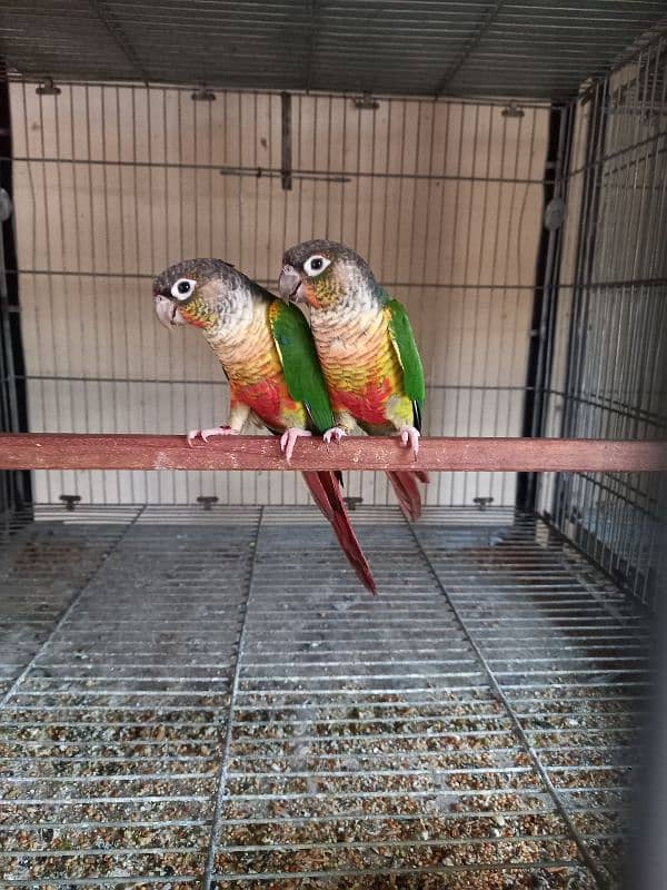 Red factor conure parrots pair /birds 2