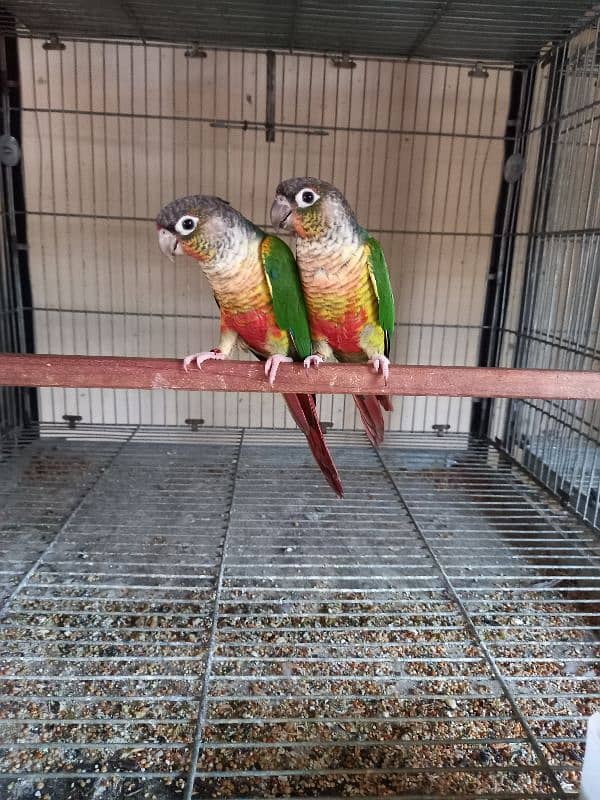 Red factor conure parrots pair /birds 3