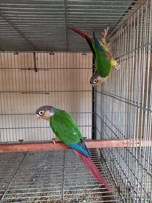 Red factor conure parrots pair /birds 4