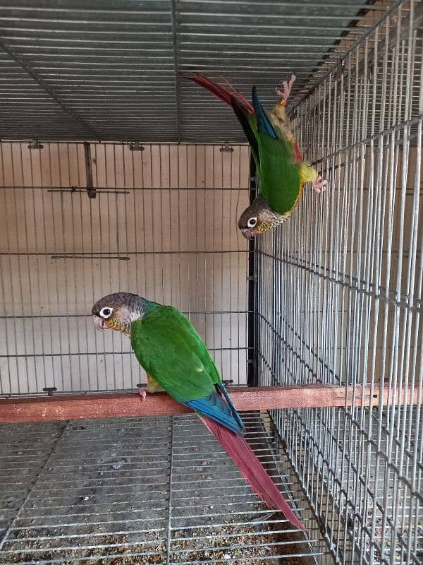 Red factor conure parrots pair /birds 6