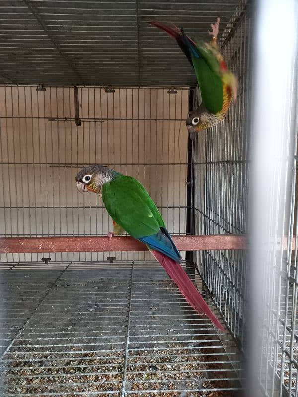 Red factor conure parrots pair /birds 7