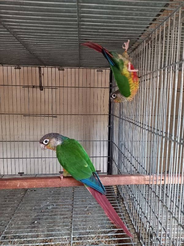 Red factor conure parrots pair /birds 8