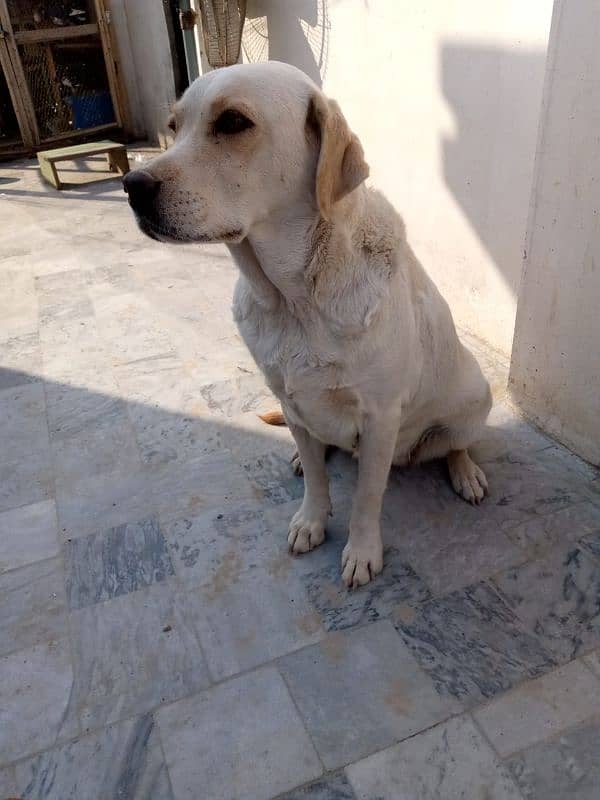 labrador 0