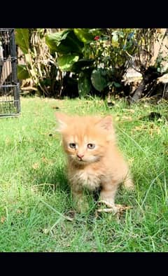 Persian kittens| Punch face| imported| fancy| Cat| Pair| baby Cat :-)