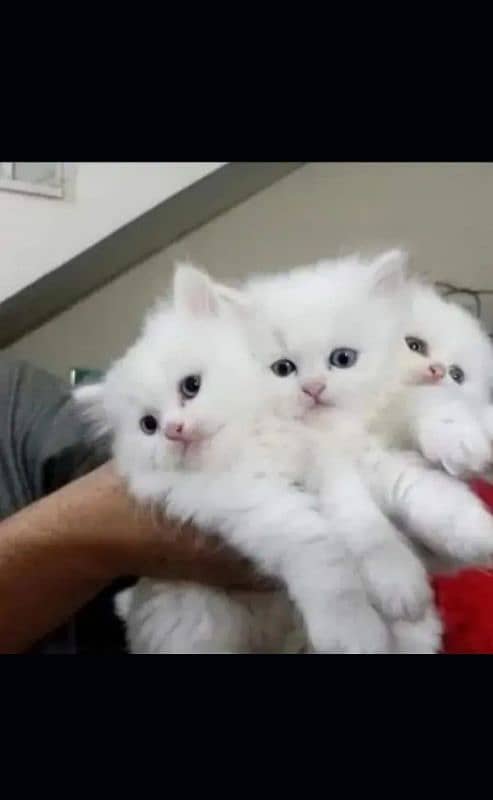 Persian kittens| Punch face| imported| fancy| Cat| Pair| baby Cat (^^) 0