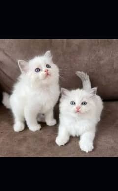 Persian kittens| Punch face| imported| fancy| Cat| Pair| baby Cat 8-)