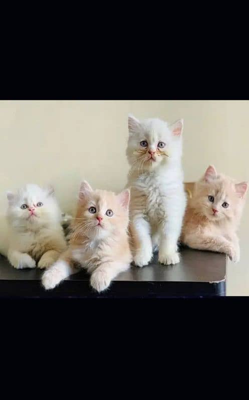 Persian kittens| Punch face| imported| fancy| Cat| Pair| baby Cat o:-) 0