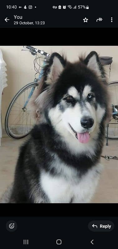 siberian husky pure breed 3