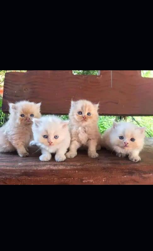 Persian kittens| Punch face| imported| fancy| Cat| Pair| baby Cat }:‑) 0