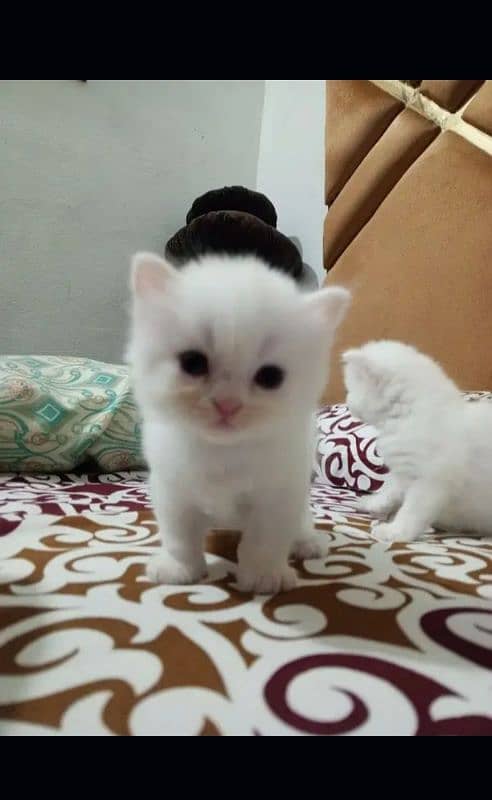 Persian kittens| Punch face| imported| fancy| Cat| Pair| baby Cat :-$ 0