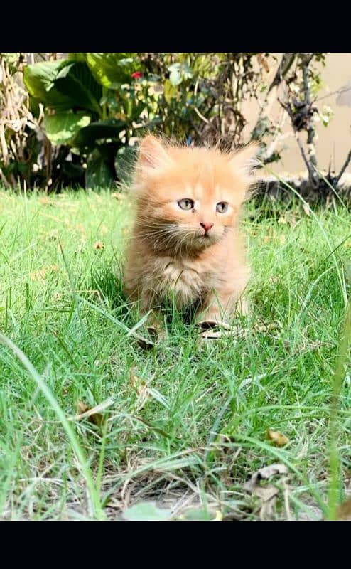 Persian kittens| Punch face| imported| fancy| Cat| Pair| baby Cat :-$ 2