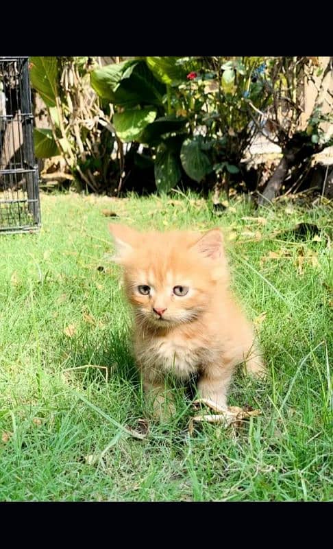 Persian kittens| Punch face| imported| fancy| Cat| Pair| baby Cat :-$ 3