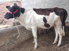 Cow / Gay / Jersey Cow / Gaee / گائے / فروخت کے لیے گائے