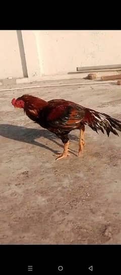 High-Quality Desi Game Rooster for Sale – 9000pkr Only!
                                title=