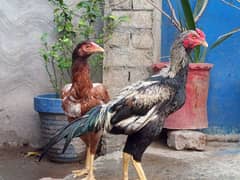 Aseel bord home breed Desi 9 month old pair