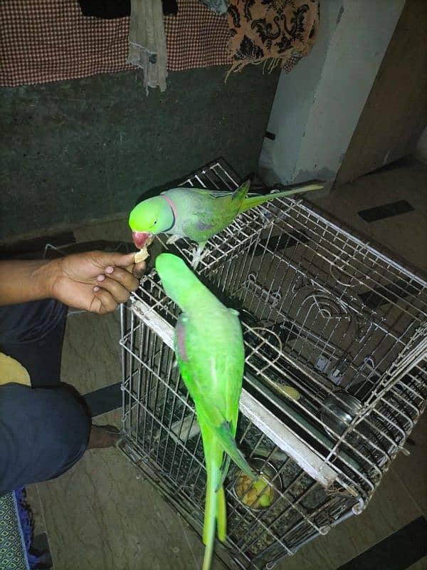 Raw parrots| imported parrots| bolne wale parrot Raw 0