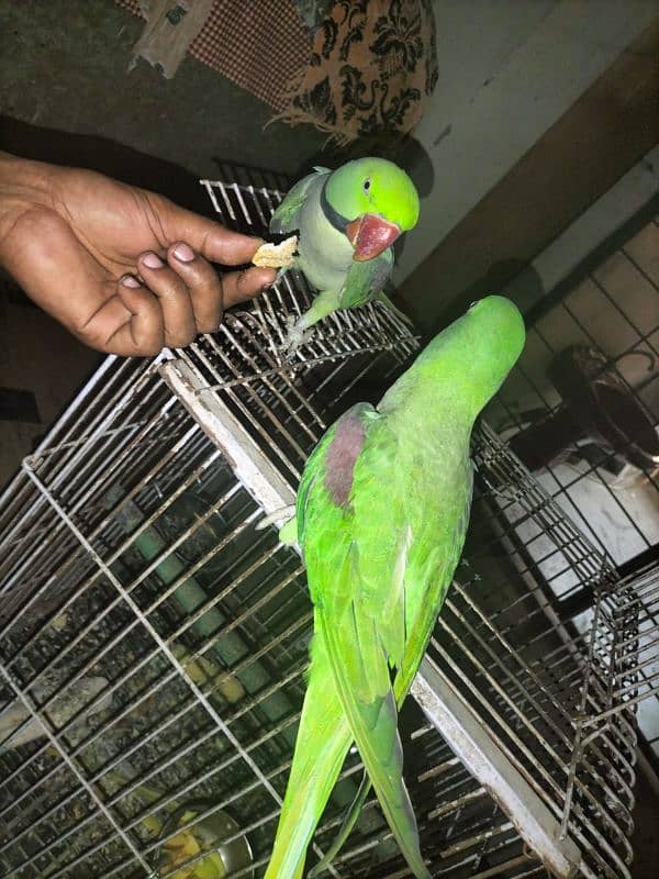 Raw parrots| imported parrots| bolne wale parrot Raw 1