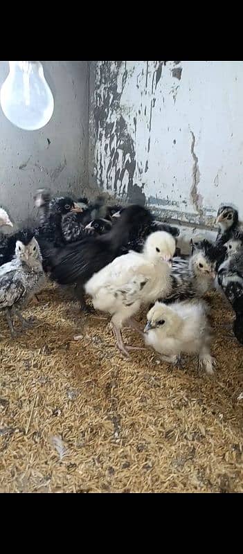 silver laced polish chicks available 17