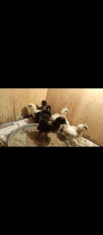 silver laced polish chicks available 18