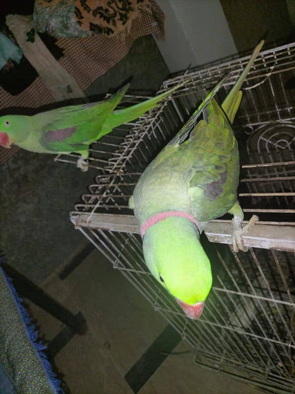 Raw parrots| imported parrots| bolne wale parrot Raw 0