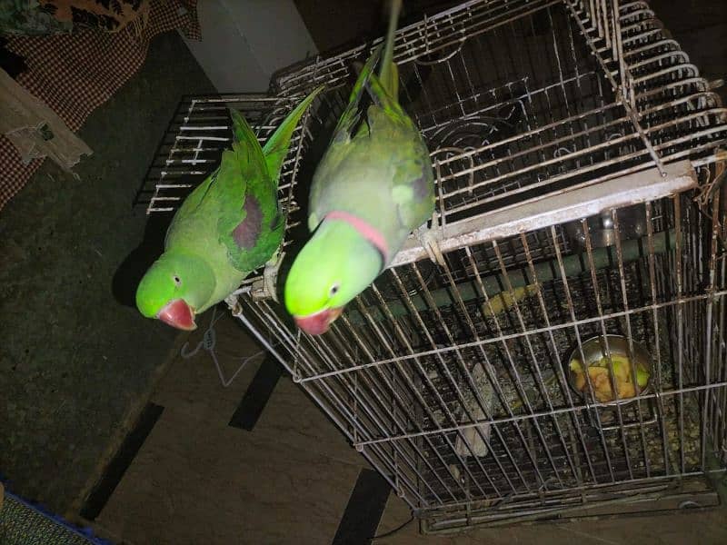 Raw parrots| imported parrots| bolne wale parrot Raw 1